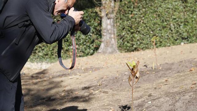 Un visitante, ayer, fotografiando uno de los nuevos castaños. | Marcos León