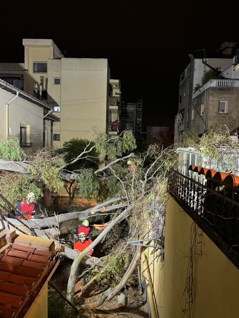 Caída de una rama de 25 metros en la calle Son Armadans de Palma