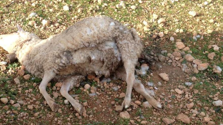 Das Schaf wurde von einem Hund angefallen.