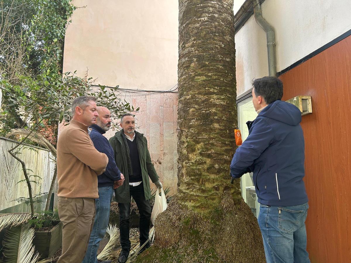 Autoridades y técnicos junto a una de las palmeras afectadas.