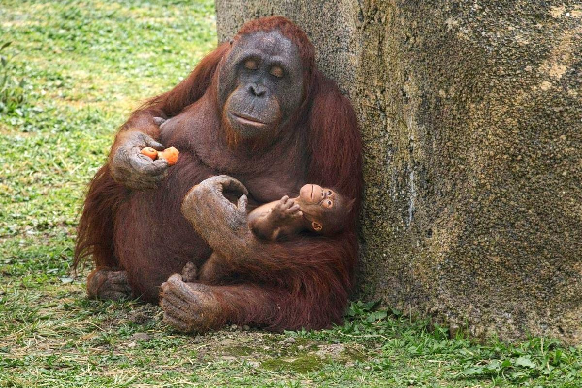 Nace un orangután de Borneo en Zoo Aquarium de Madrid.