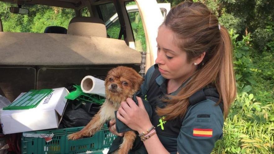 Una agent del Seprona de Figueres, amb l&#039;animal rescatat.