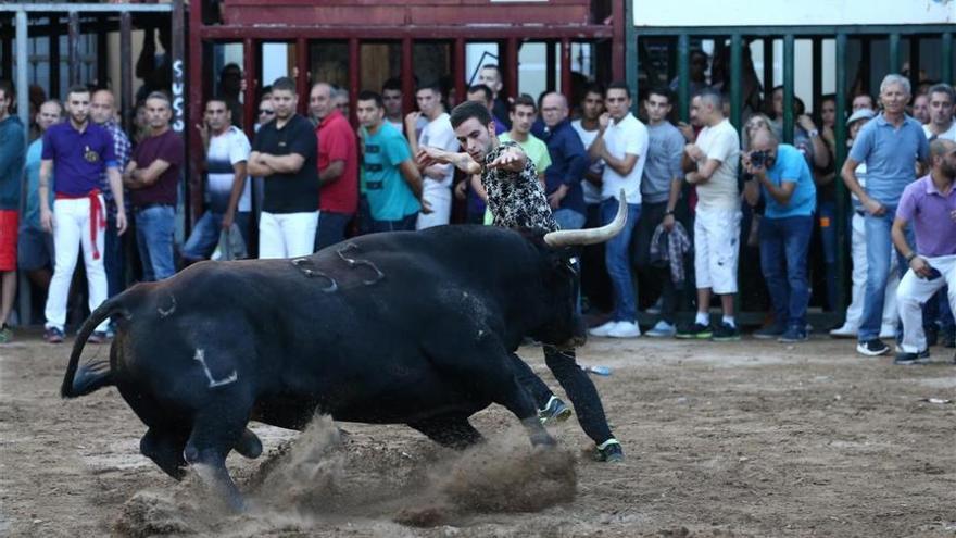 El Consell aparca al próximo año la nueva norma de ‘bous al carrer’