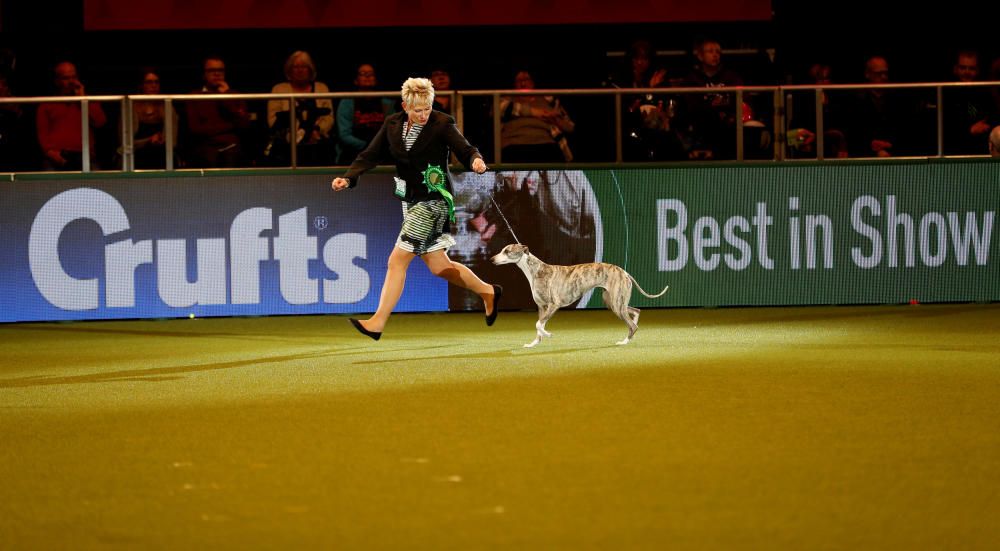 Crufts Dog Show, l'exhibició de gossos més gran d'Anglaterra