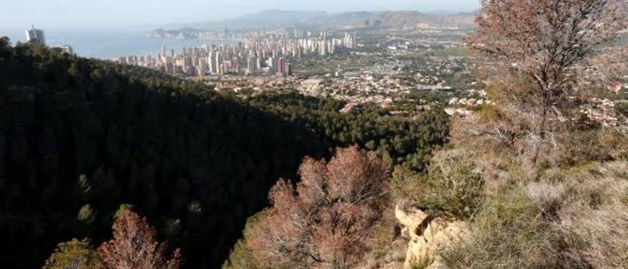 El «tomicus» acaba con medio millar de pinos en Serra Gelada