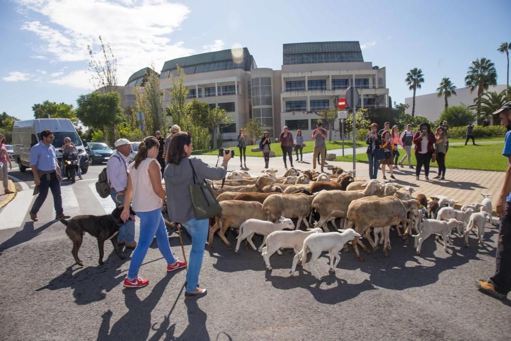 Ovejas por la Universidad