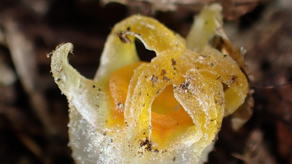 La increïble història de la llanterna de les fades japonesa: la planta extinta que ha reaparegut