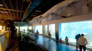 Un mural de 60 metros de largo conmemora el 25 aniversario del Aquarium de A Coruña