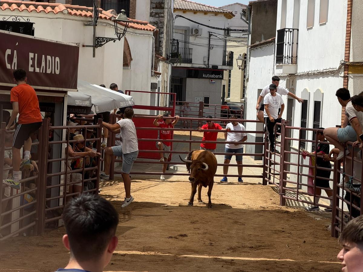 Comienzan los encierros de vacas bravas en la localidad de Alcaracejos: intensidad y emoción en las calles