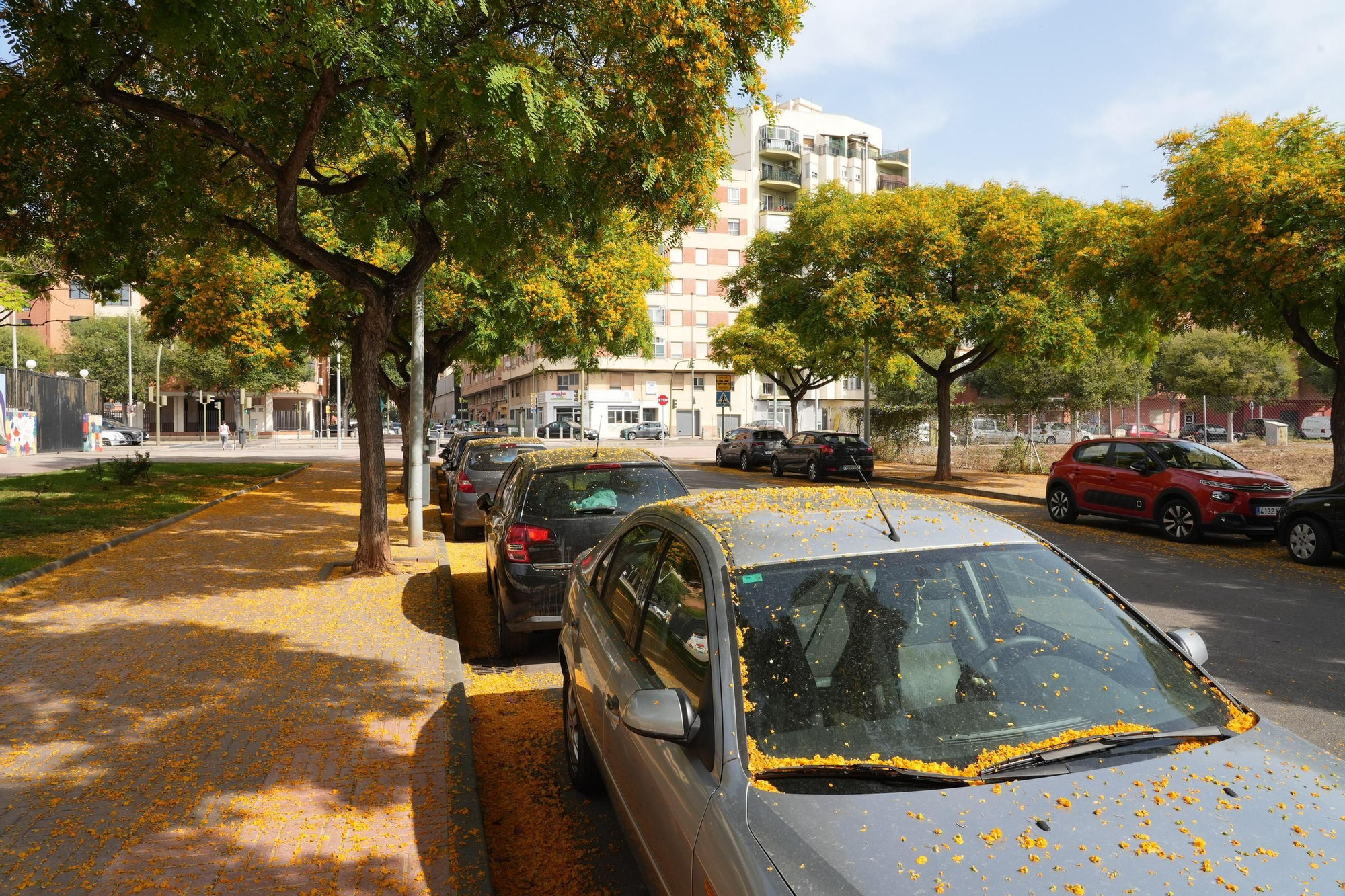 La floración tiñe las calles de Castelló