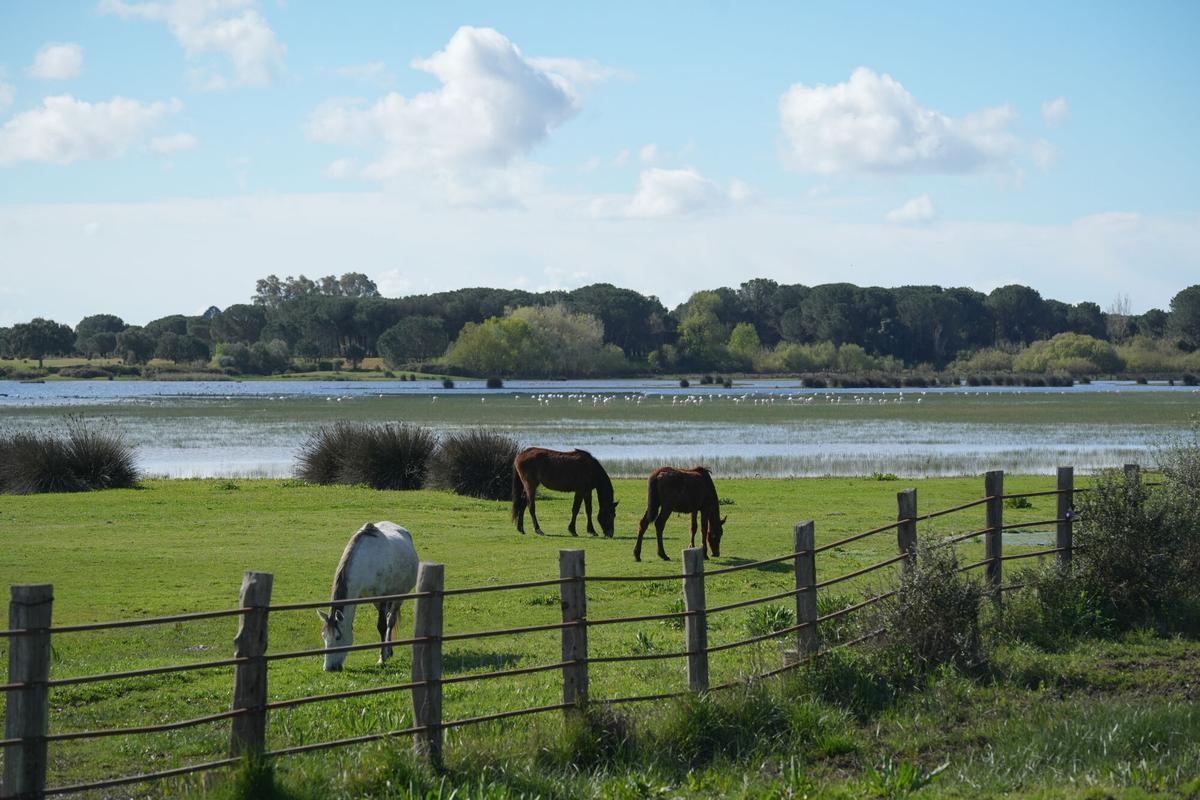 Imagen del paraje natural de las marismas de Doñana presentando una inusual inundación del 90% de su superficie. A 12 de marzo de 2026 en Almonte, Huelva (Andalucía, España). Las marismas de Doñana, tras las últimas abundantes lluvias presentan una recuperación destacada con el 90% del total de su superficie inundada, su mejor nivel de agua en 15 años, hecho que ha alentado a la vegetación y la reproducción de la fauna en general. Con respecto a la situación de las lagunas no responden de igual manera ya que dependen, para su inundación de los acuíferos, un sistema significativamente mermado por la sobreexplotación a la que ha sido sometido. 12 MARZO 2026 María José López / Europa Press 10/03/2026. María José López
