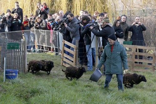 Periodistas filman la llegada de cuatro ovejas a una granja de París donde formarán parte de un experimento de 'eco-pasto'