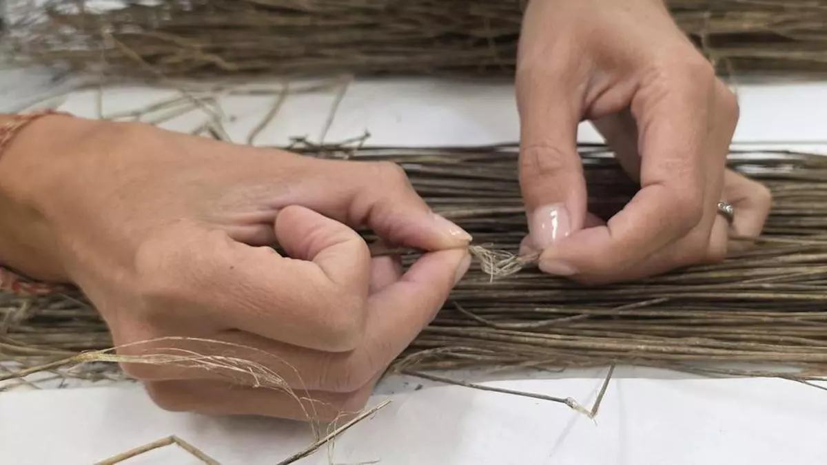 Del campo al armario: Galicia recupera el cultivo de lino con once plantaciones piloto