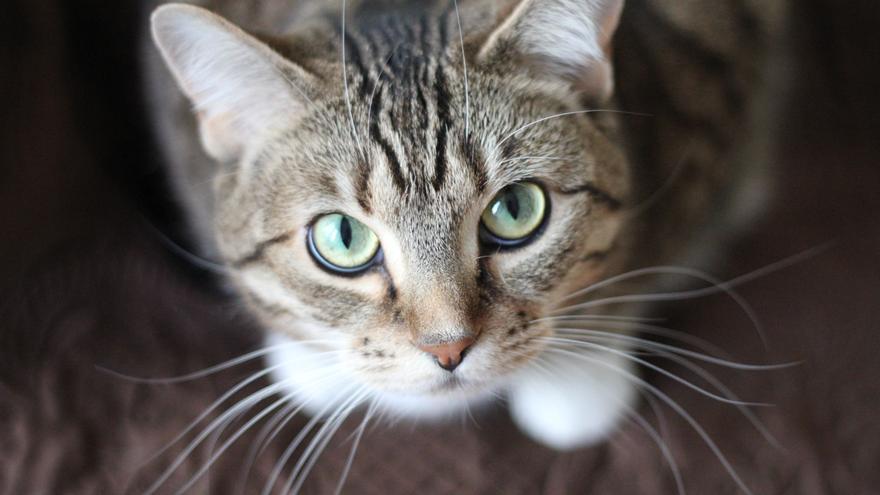 40 curiosidades de los gatos que, probablemente, no sabías