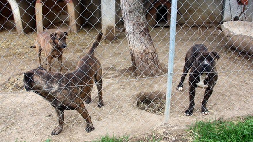 Figueres iniciarà una ronda d&#039;inspeccions als nuclis zoològics per tal que garanteixin el benestar animal