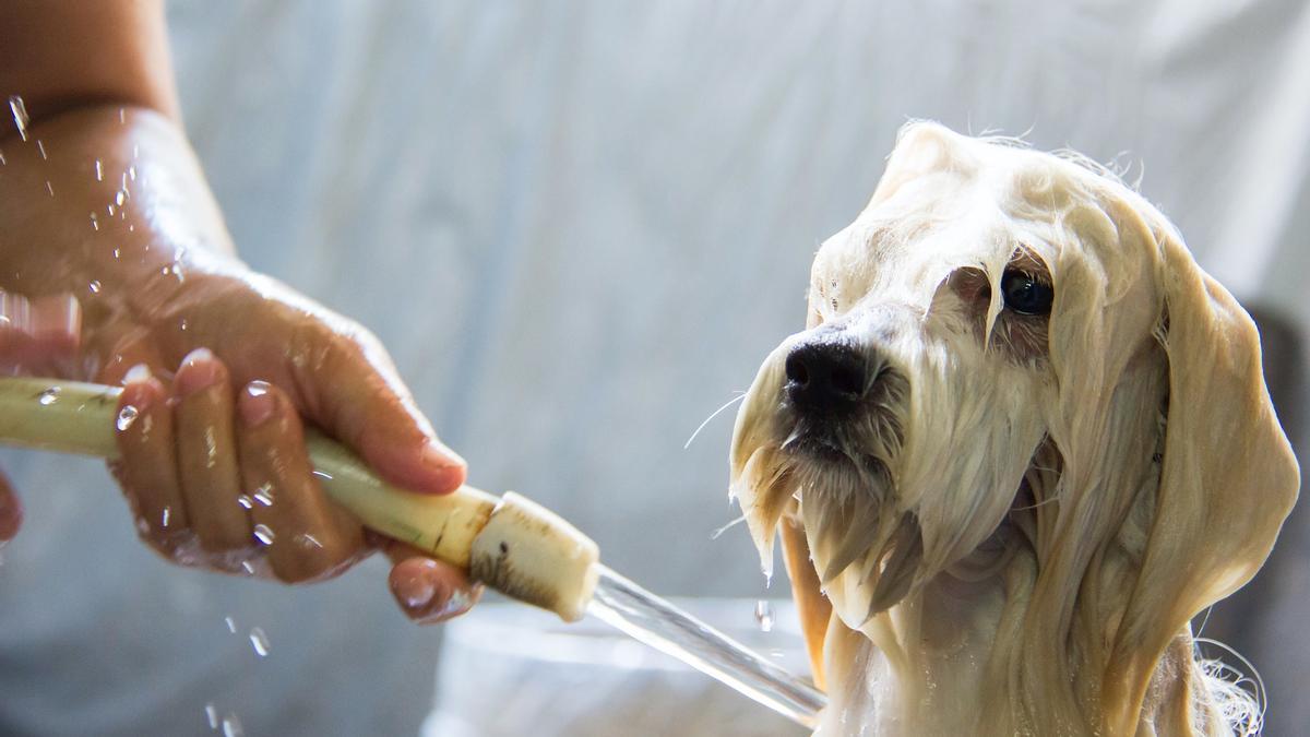 El secreto para que tu perro disfrute cuando lo bañes