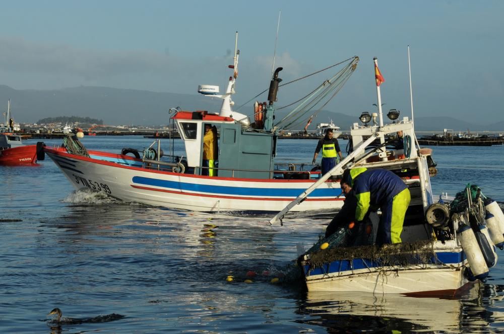 Así comenzó la temporada de la volandeira y la zamburiña en la ría de Arousa // Iñaki Abella