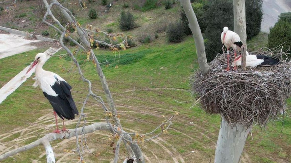 La cigonya "Apnae", a l’esquerra, acabada d’arribar a Peralada.