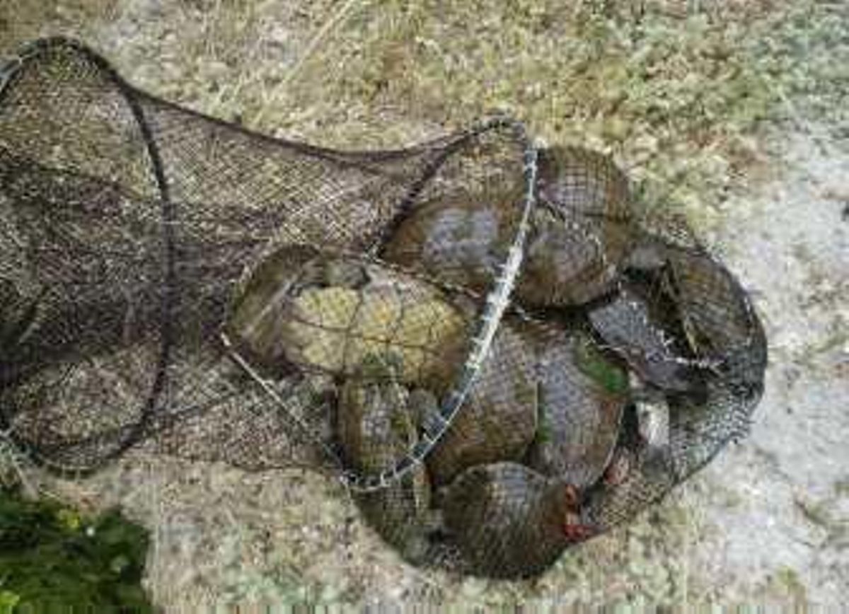 Un paraíso para las tortugas