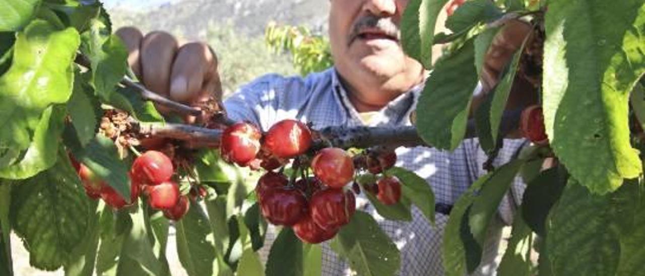 La cereza sigue sin levantar cabeza