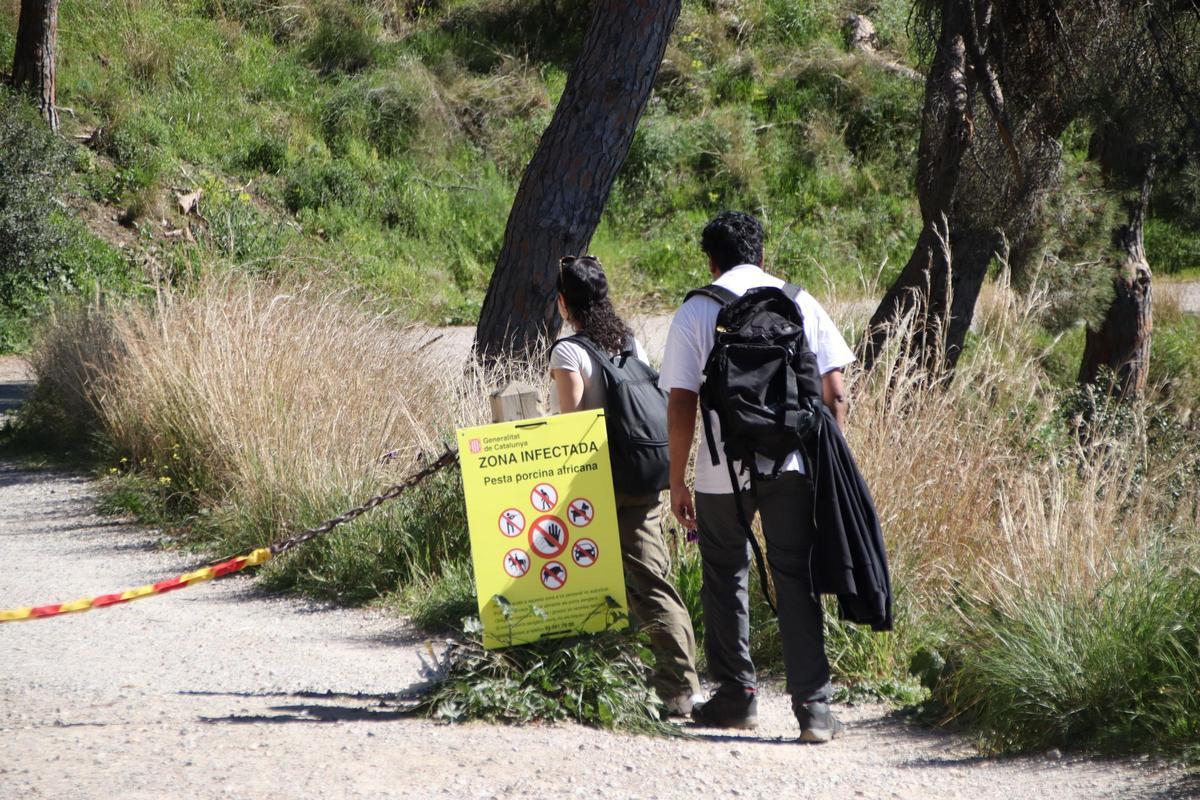 Personas que entran igualmente en la zona restringida de Collserola por la peste porcina