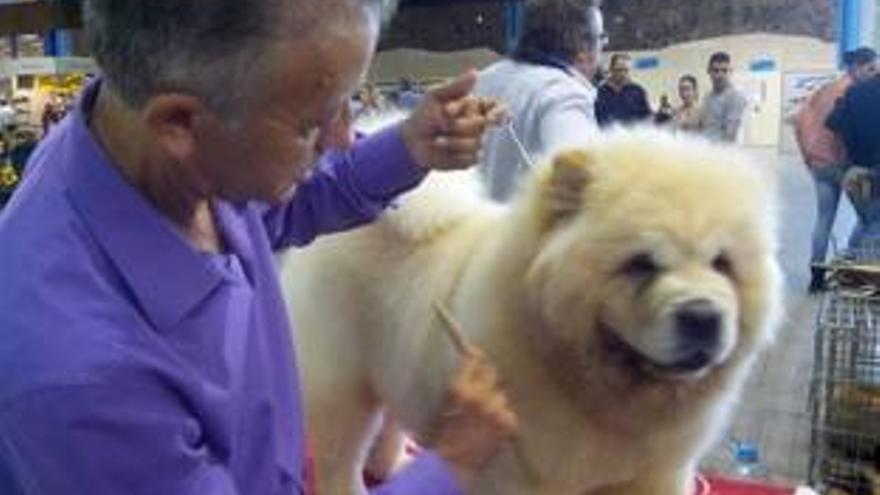 Más de 3.500 animales participan en la Feria Mi Mascota