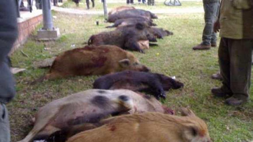 Imagen de cerdos asilvestrados en una batida autorizada años atrás en la provincia.