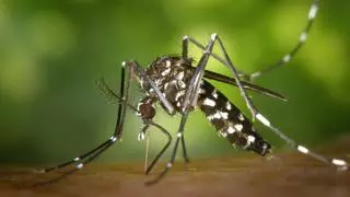 El mosquito tigre, vector del dengue, amplía su campo de acción en España