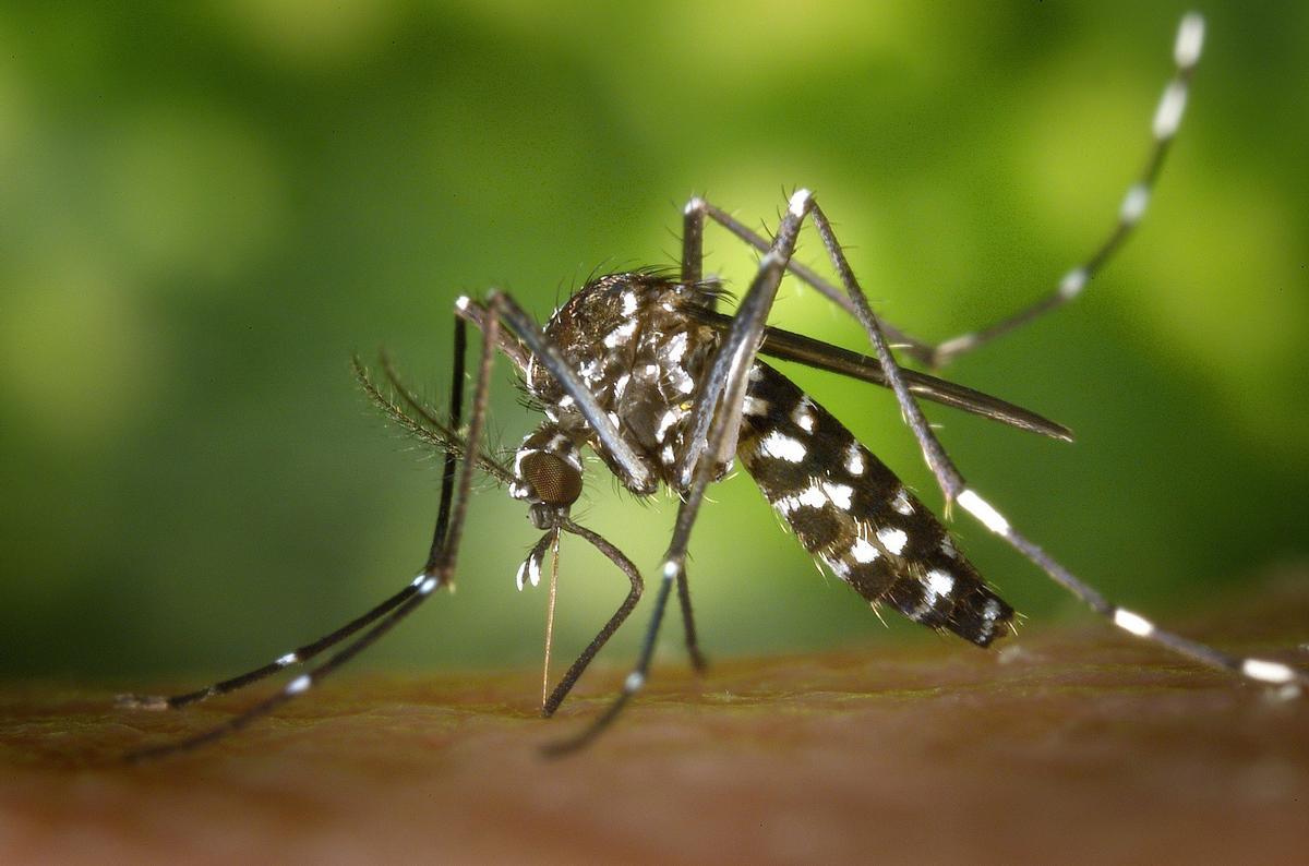 El mosquit tigre, vector del dengue, amplia el seu camp d’acció a Espanya