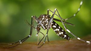 Mosquito tigre (Aedes albopictus).