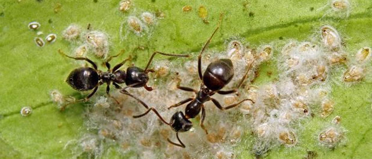 Las larvas de la mosca blanca desprenden una melaza que provoca la aparición de un hongo que puede llegar a cubrir toda la planta. El hongo dificulta la fotosíntesis y mancha los frutos, provocando su depreciación en el mercado.