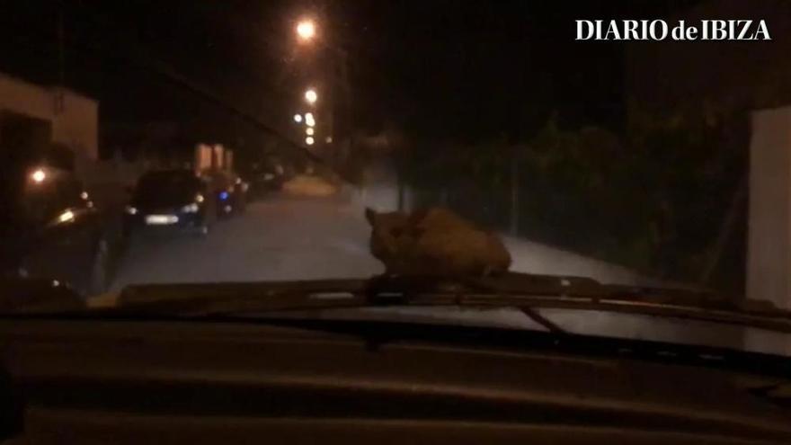 Una rata viaja en el parabrisas de un coche por Ibiza