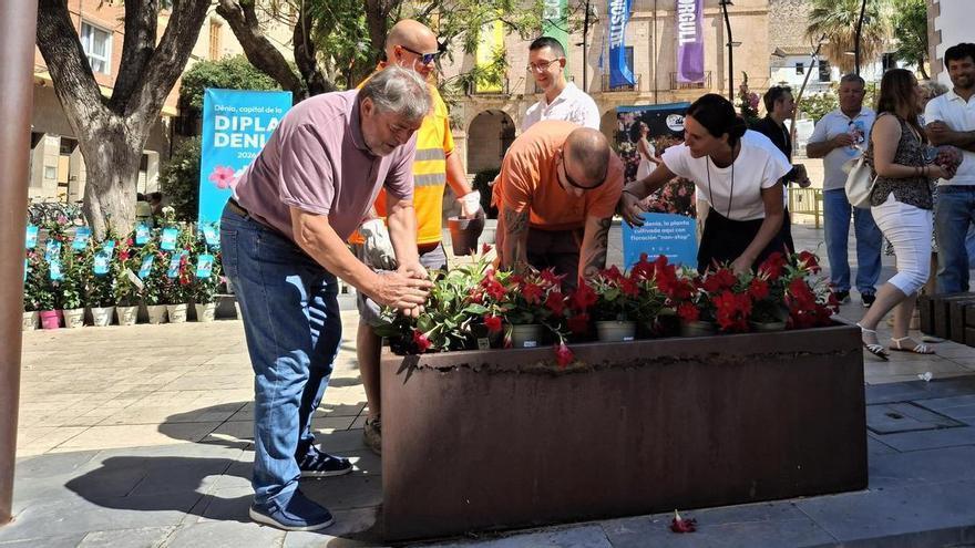 Dénia se echa flores: planta más de 600 dipladenias en los arriates de la Glorieta y de las plazas del Consell y María Hervás