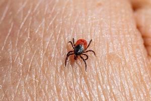 L’avís del SEM sobre les infeccions i malalties que poden transmetre les paparres