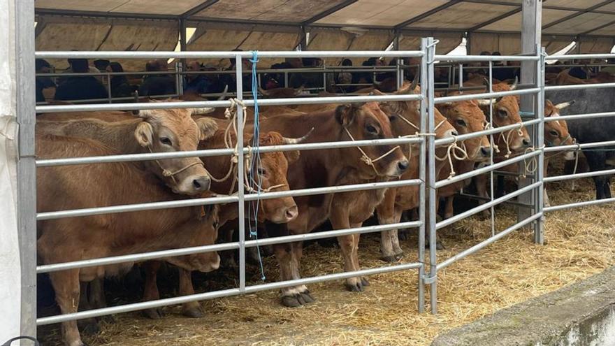 El Mercaón reúne en Cabañaquinta más de 600 caballos y 300 vacas