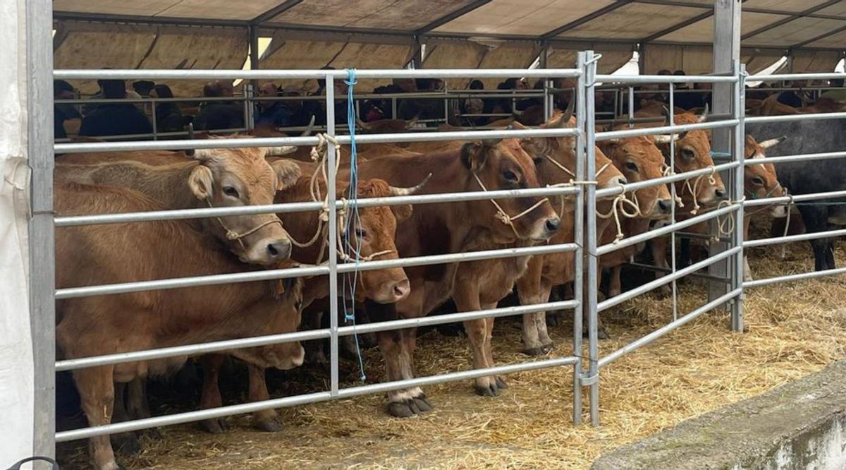 Vacas en el Mercaón de Cabañaquinta.