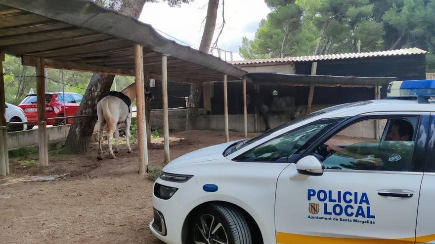 Denunciado un hombre por intentar arrollar a varias personas con un caballo en Mallorca