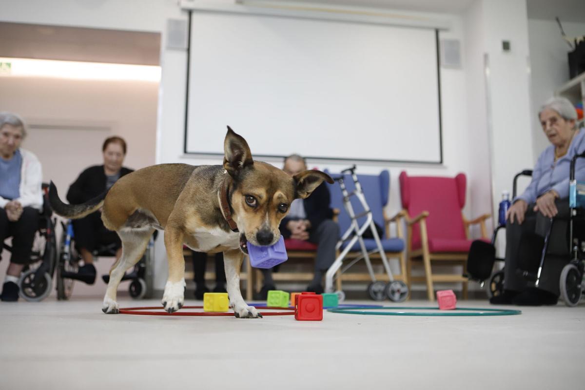 Frida, la perra de terapia asistida en una residencia de Zaragoza