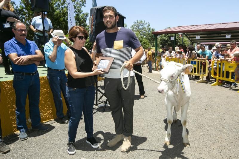 26.05.18. Bañaderos, Arucas. Feria de Ganado Selecto de Gran Canaria. Granja del Cabildo de GC..  Foto Quique Curbelo  | 27/05/2018 | Fotógrafo: Quique Curbelo