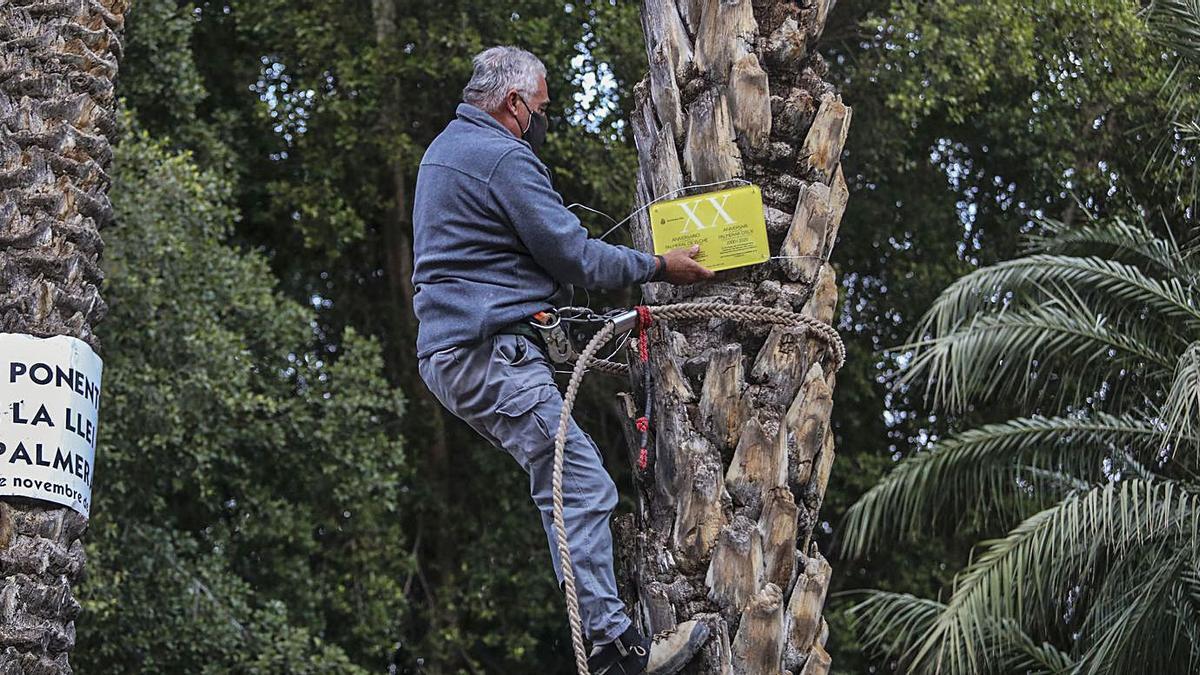 El palmerero municipal Carmelo Llorens (45 años en la profesión) colocó una placa conmemorativa. | ANTONIO AMORÓS