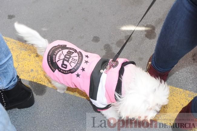 Los perros copan la bendición de San Antón en Murcia