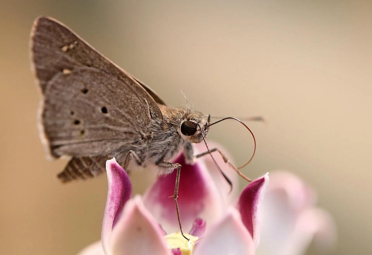 Una polilla sobre una flor.