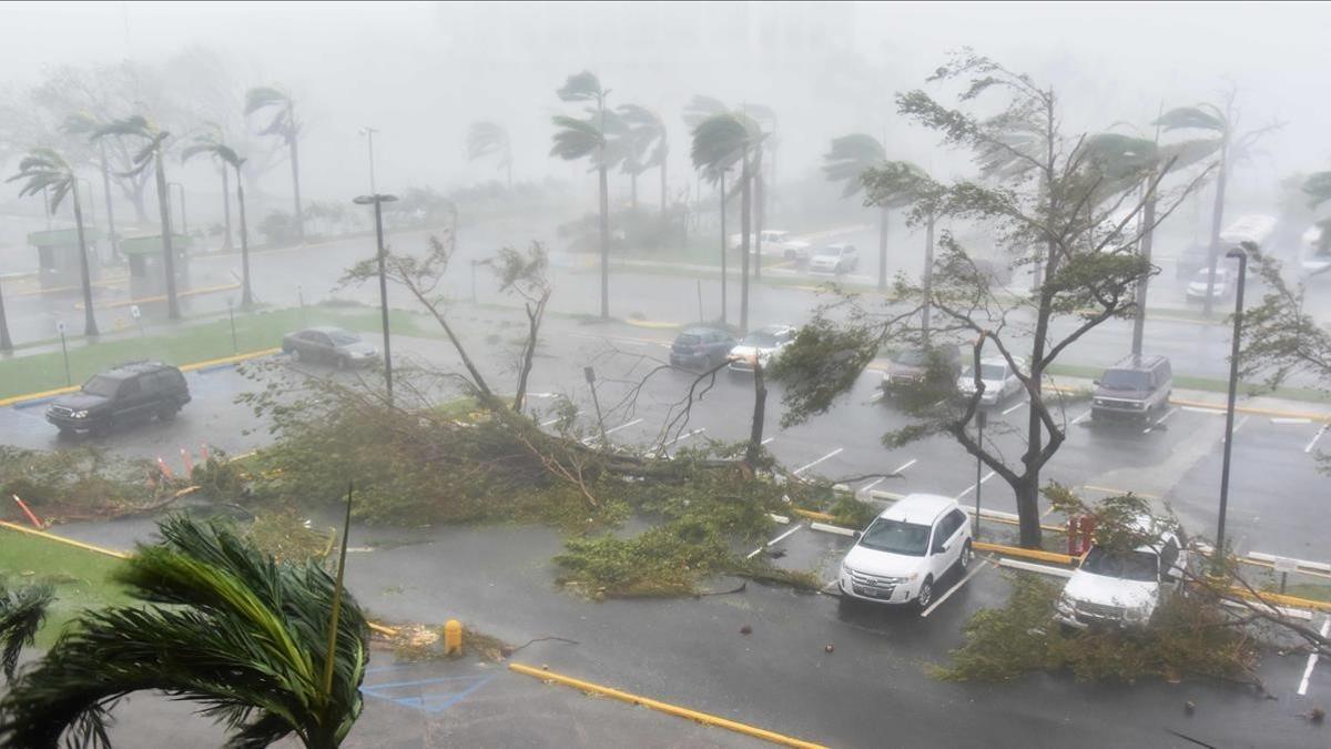 Árboles caídos por los vientos huracanados en un párking exterior de San Juan (Puerto Rico), el 20 de septiembre.