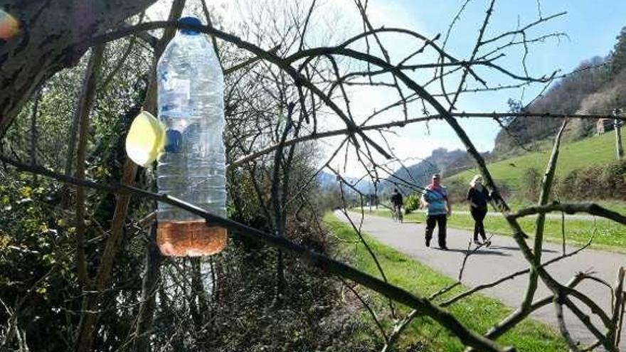 Una de las trampas colocadas en el paseo del río Caudal.