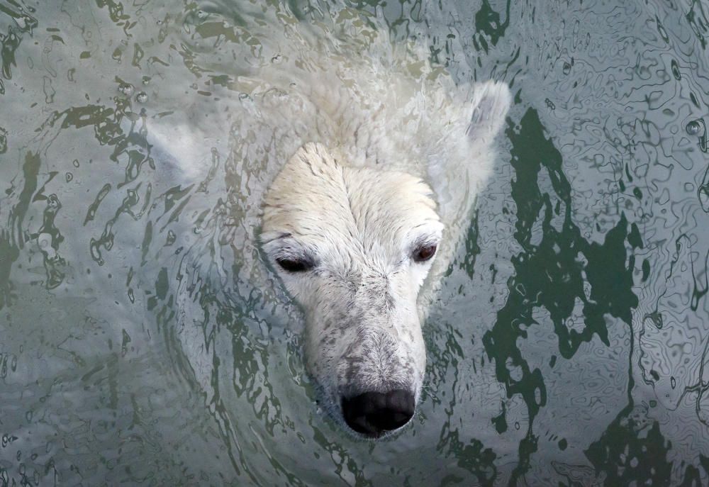 Aurora, an eight-year-old female polar bear, ...