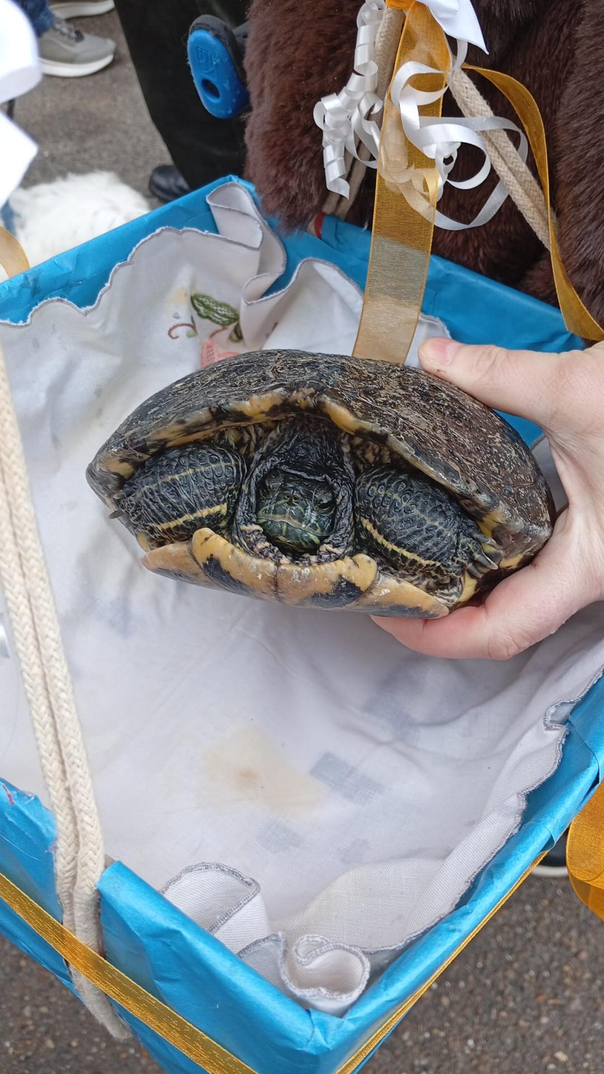 Procesión y bendición de animales en Moraleja del Vino