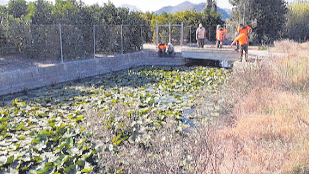 Sueltan tortugas autóctonas en el marjal de Pego-Oliva ante el riesgo de desaparición