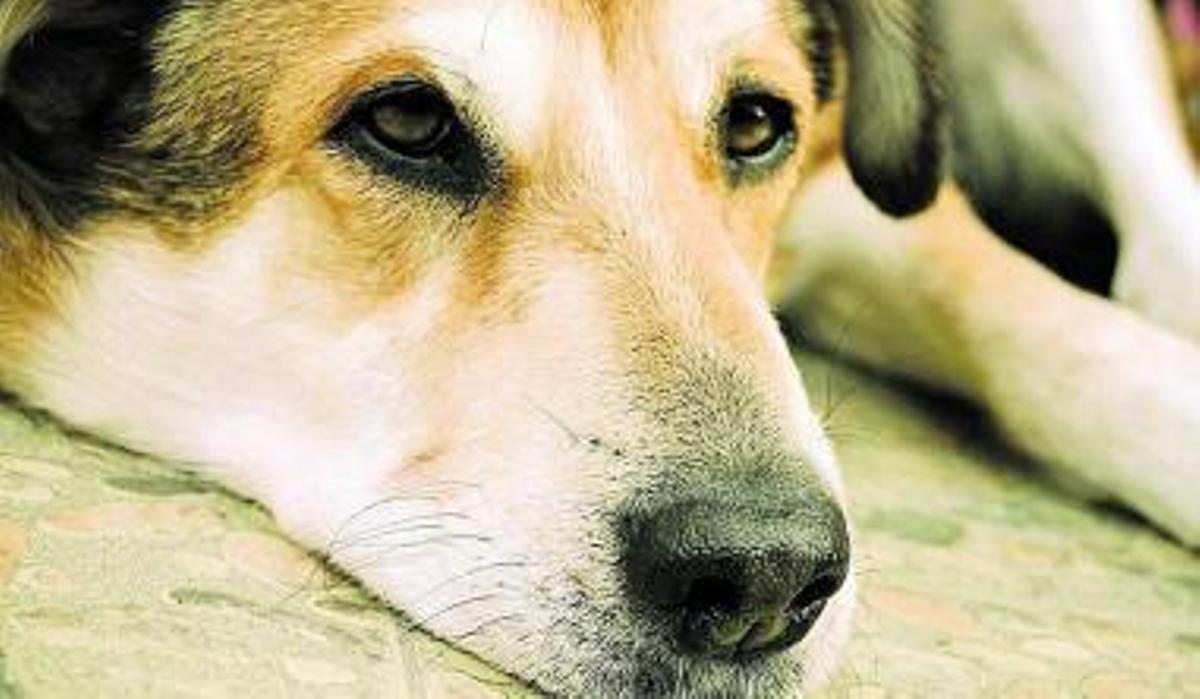 Un tumor sin solución.