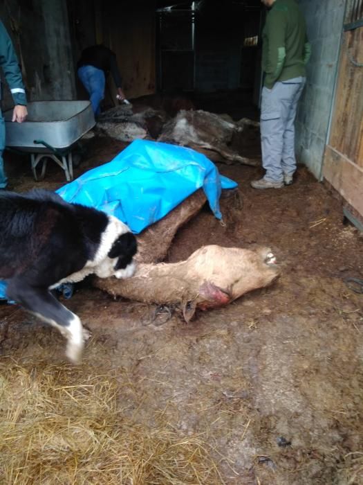 Agentes del Seprona hallaron 29 caballos con signos de desnutrición y mala higiene - El pasado mes de mayo fueron hallados otros seis cadáveres de equinos y dos de perros en las mismas instalaciones.