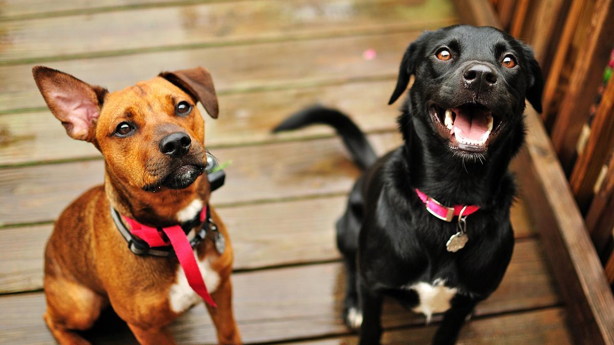 RAZAS DE PERRO: ¿Cuántas razas de perros hay en el mundo? Esta es la  respuesta